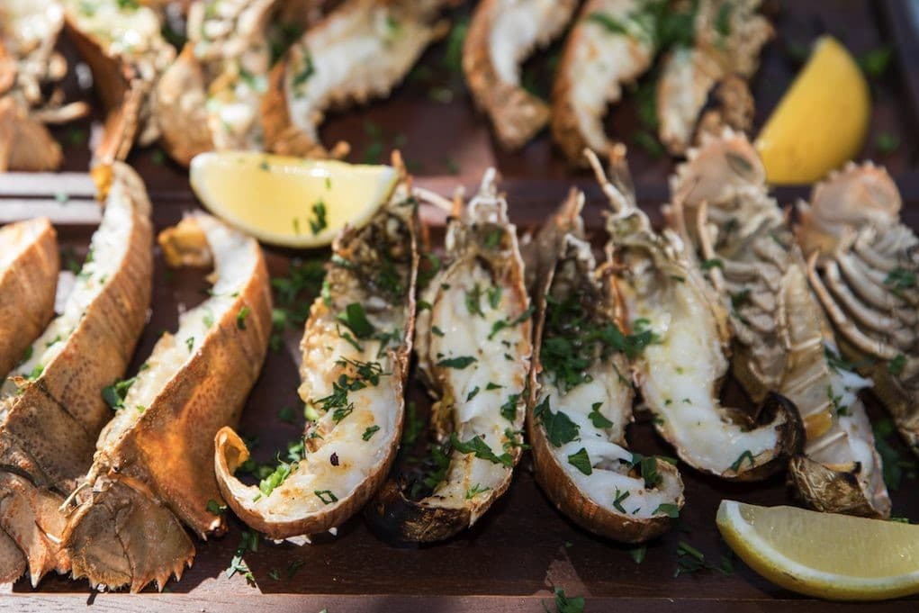 🦞 莫顿湾琵琶蝦（Moreton Bay Bugs）