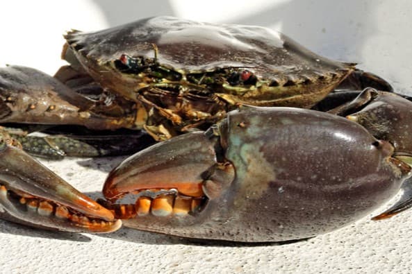 🦀 昆士兰泥蟹（Queensland Mud Crabs）